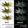 STOCK PNG ferns night and day