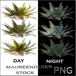 STOCK PNG ferns night and day