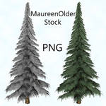 STOCK PNG fir tree by MaureenOlder