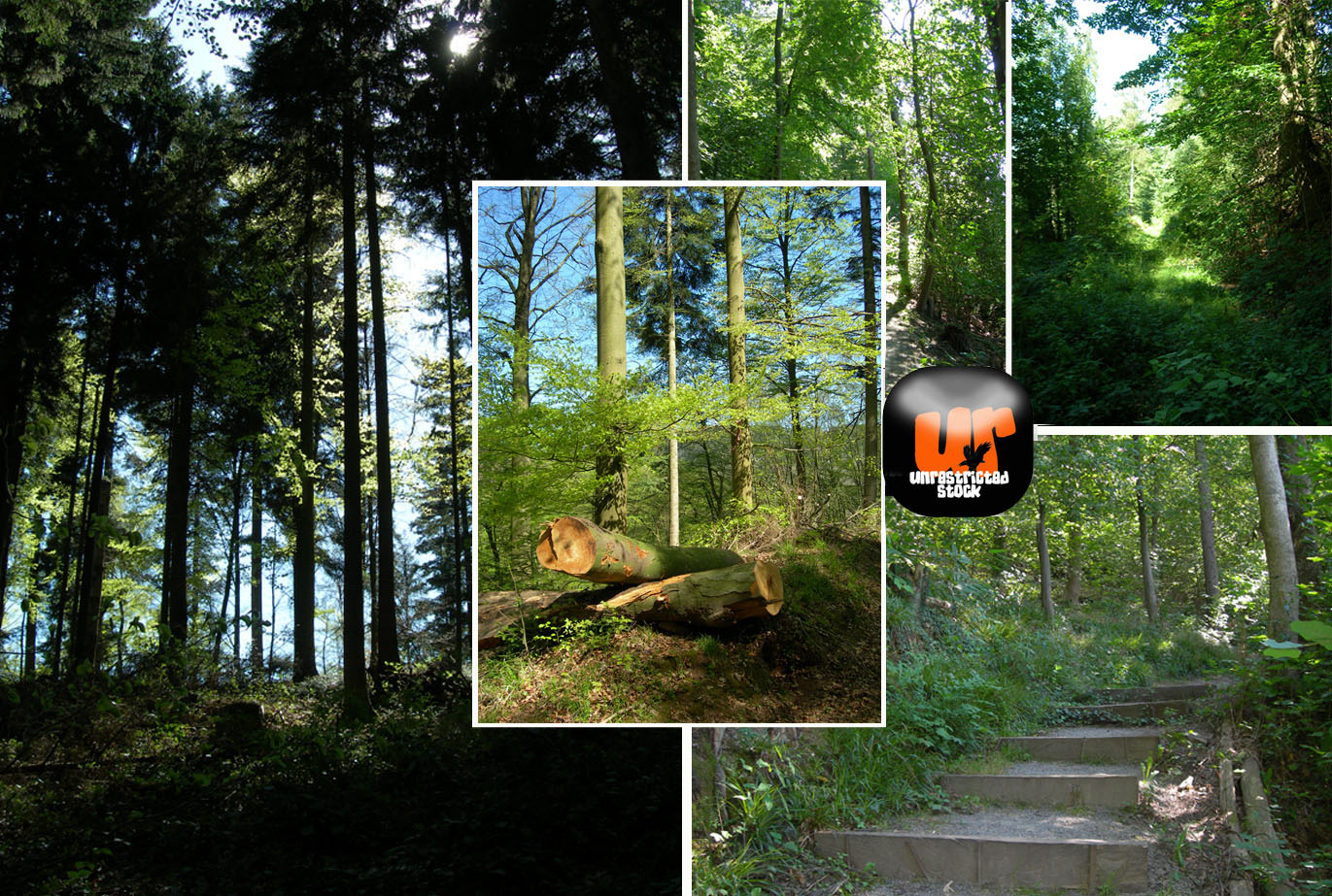 Black Forest 5 pics Pack