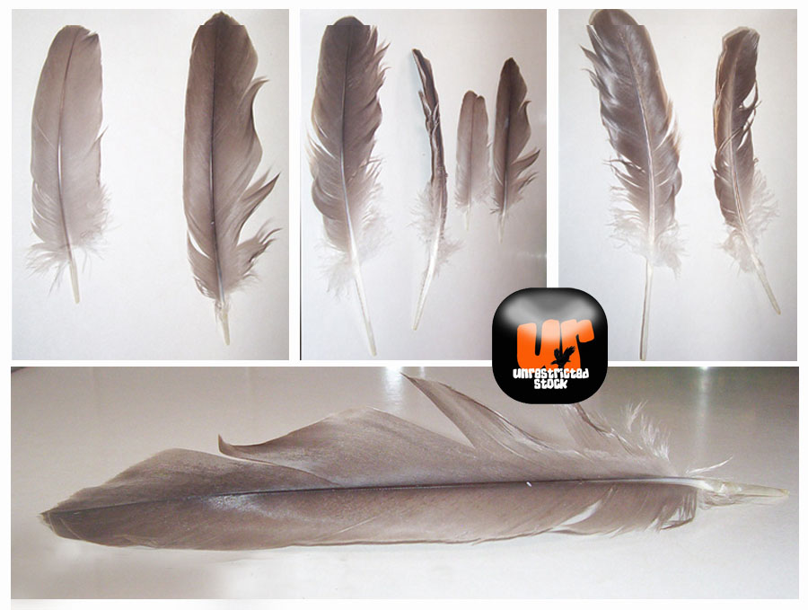 Feather Stock