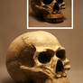 Unrestricted Skull Stock
