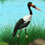 african jabiru