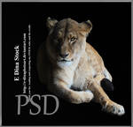 HQ PSD Stock Lioness