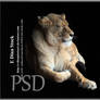 HQ PSD Stock Lioness asleep