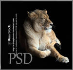 HQ PSD Stock Lioness asleep