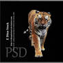 HQ PSD Stock Tiger