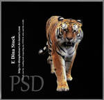 HQ PSD Stock Tiger
