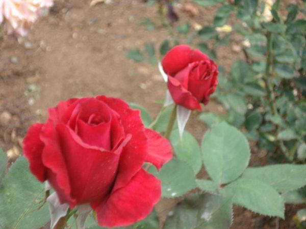 Split Love by valorapereira on DeviantArt