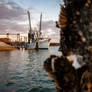 Daddy's Girls Shrimp Boat