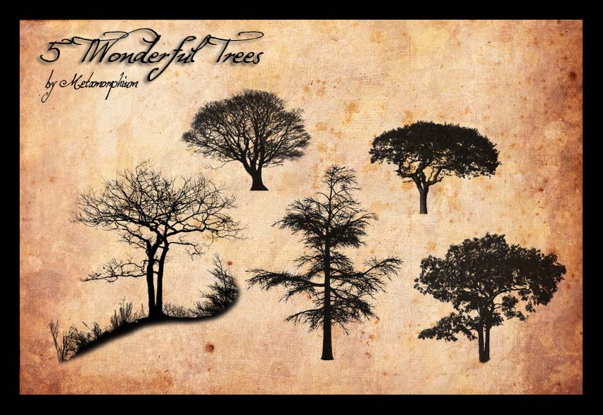 5 Trees by Metamorphium on DeviantArt