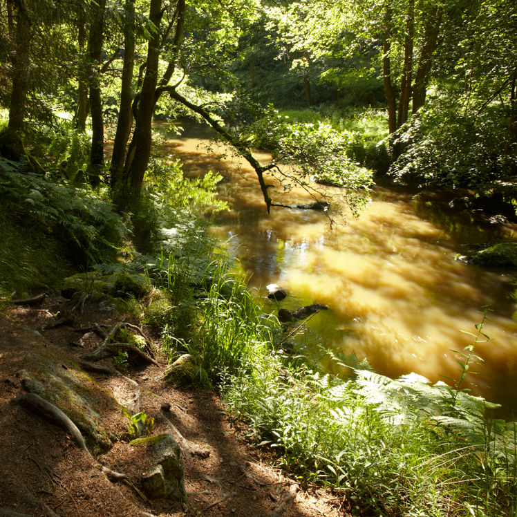 little river by indojo on DeviantArt