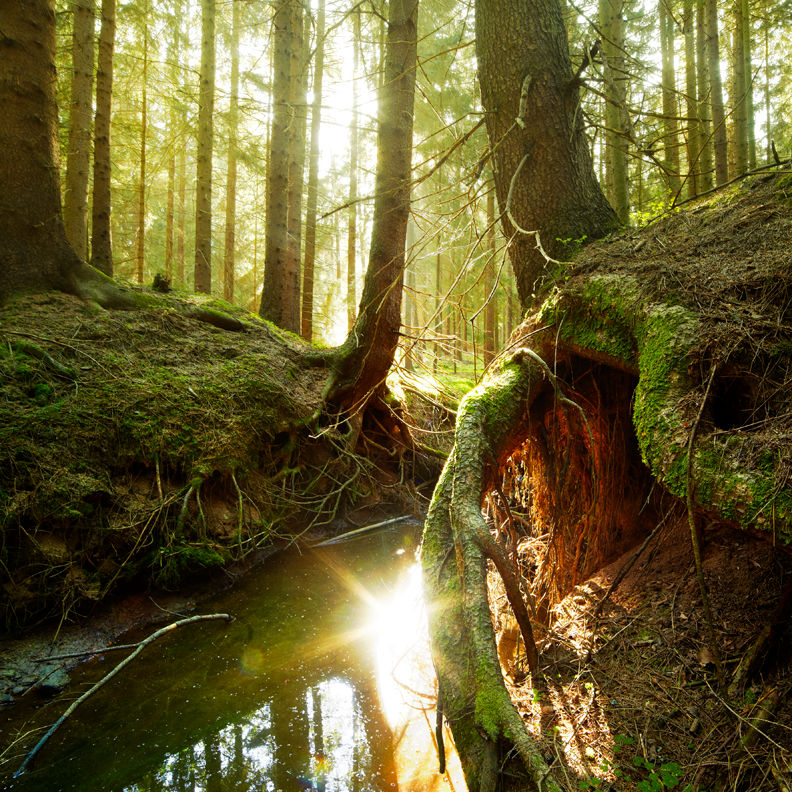 roots by indojo on DeviantArt