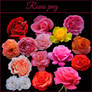 Roses png