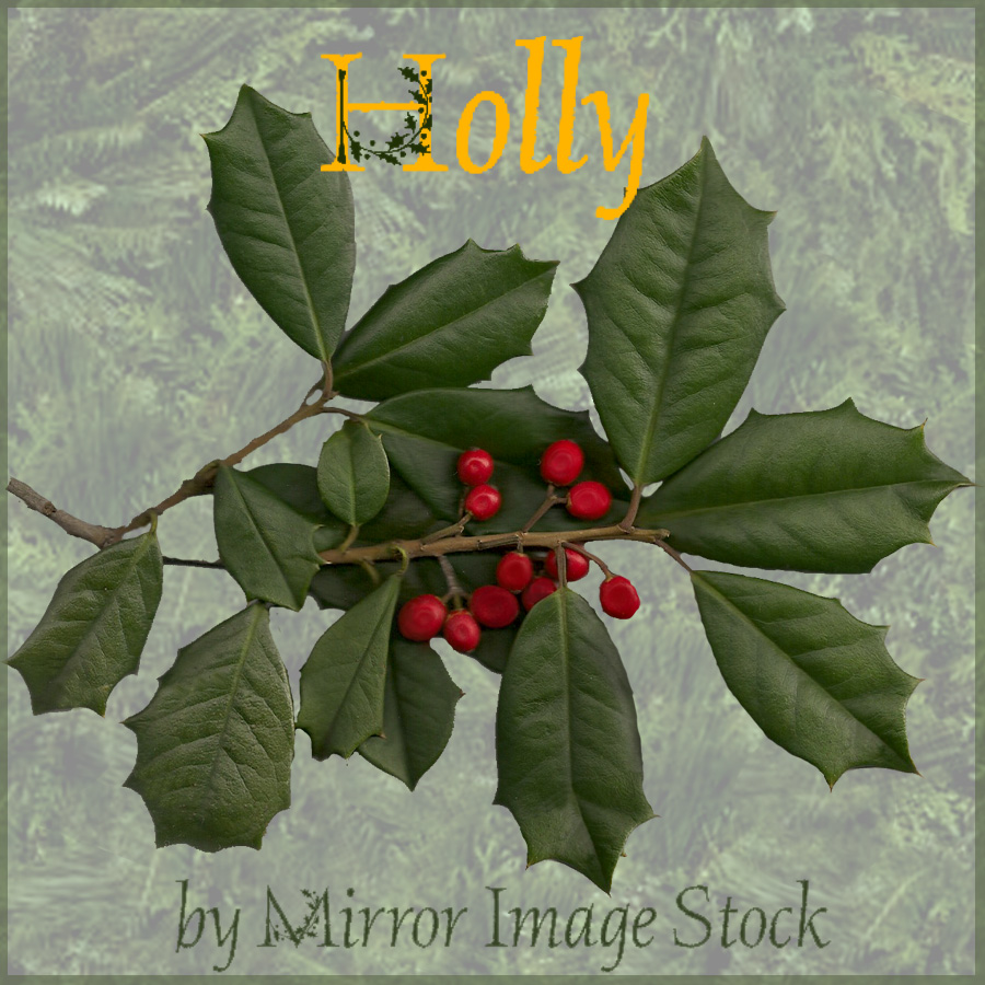 Holly PSD