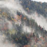 Foggy Day - 5K Nature Wallpaper