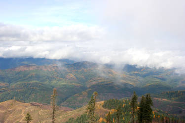 Larches in the Clouds