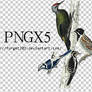 pngs:birds