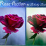 Rose Action