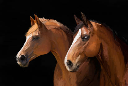 Horses speedpaint