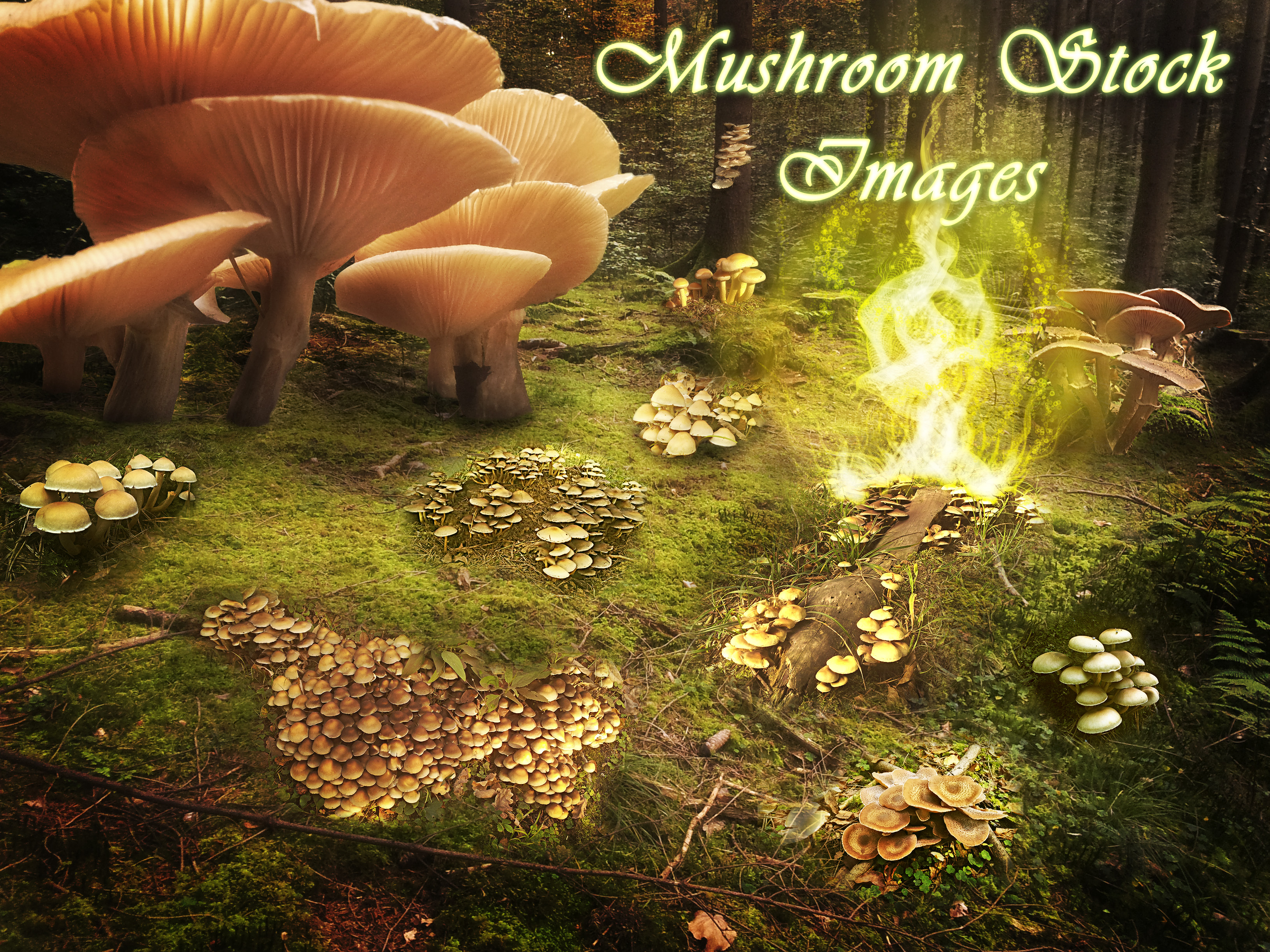 30 Mushroom Stock Images