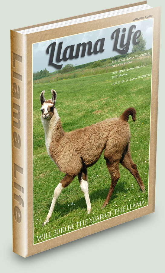 The Llama Hustle