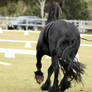 FR Friesian trotting from behind