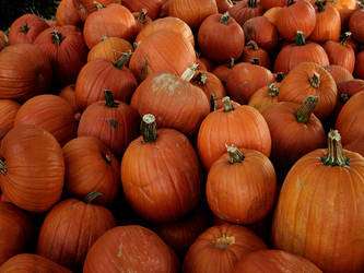 Pumpkin Patch Wallpaper