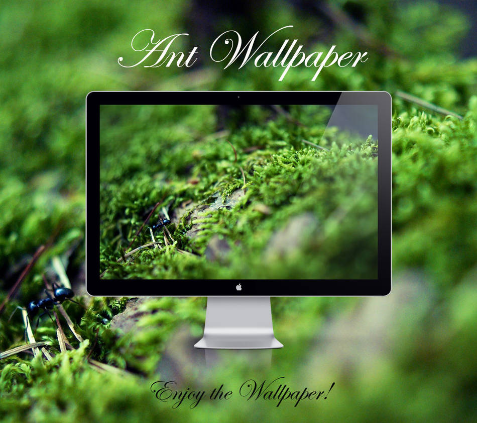 Ant Wallpaper by NKspace on DeviantArt
