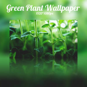 Green Plant Wallpaper