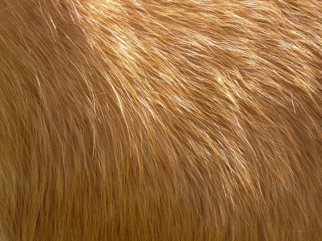 fur