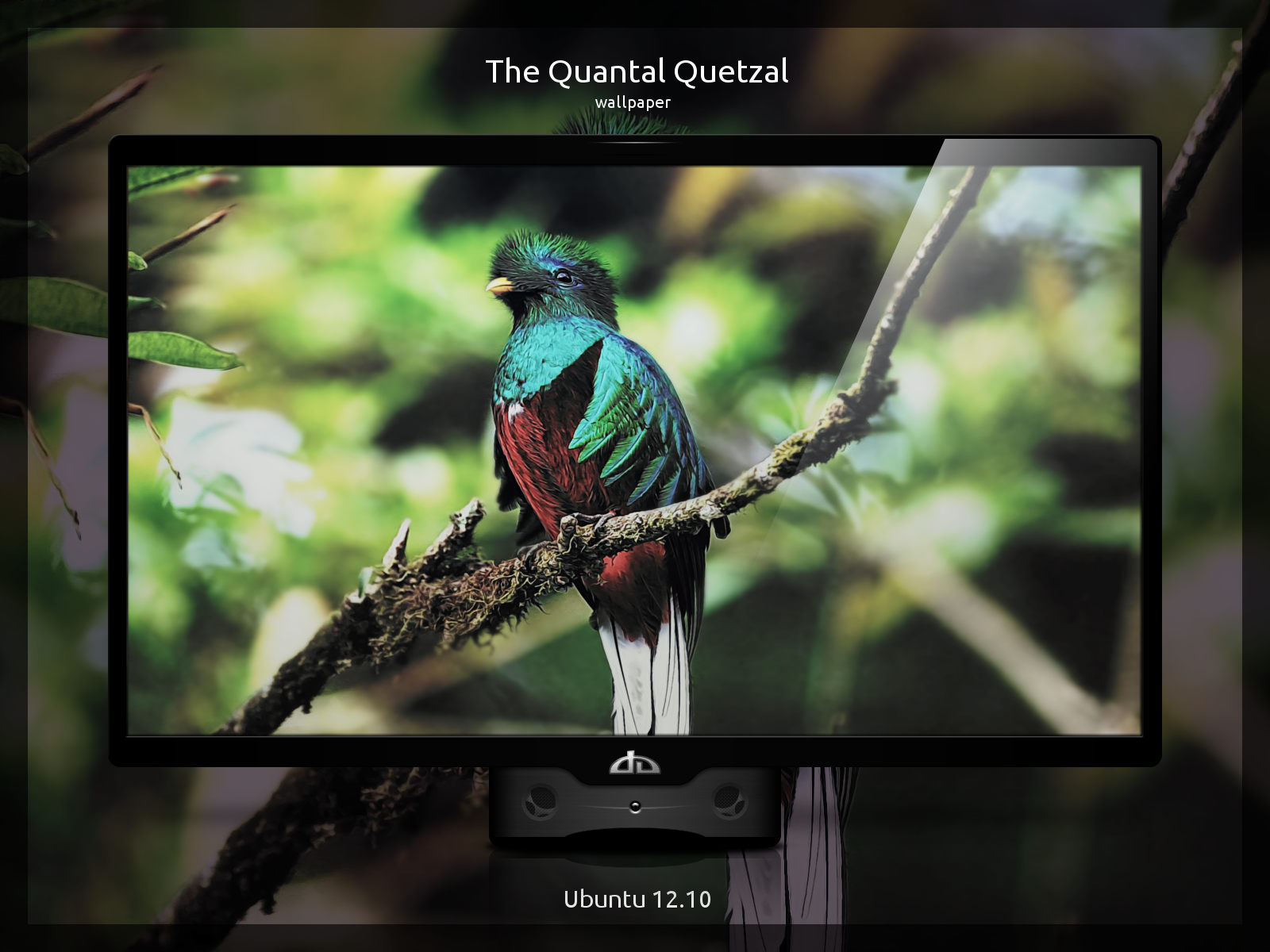 The Quantal Quetzal