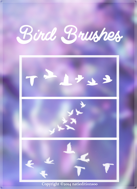 +Bird Brushes