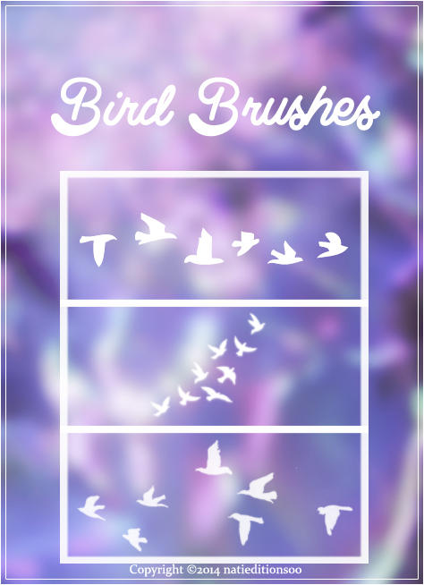 +Bird Brushes by natieditions00 on DeviantArt