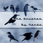 Bird brushes