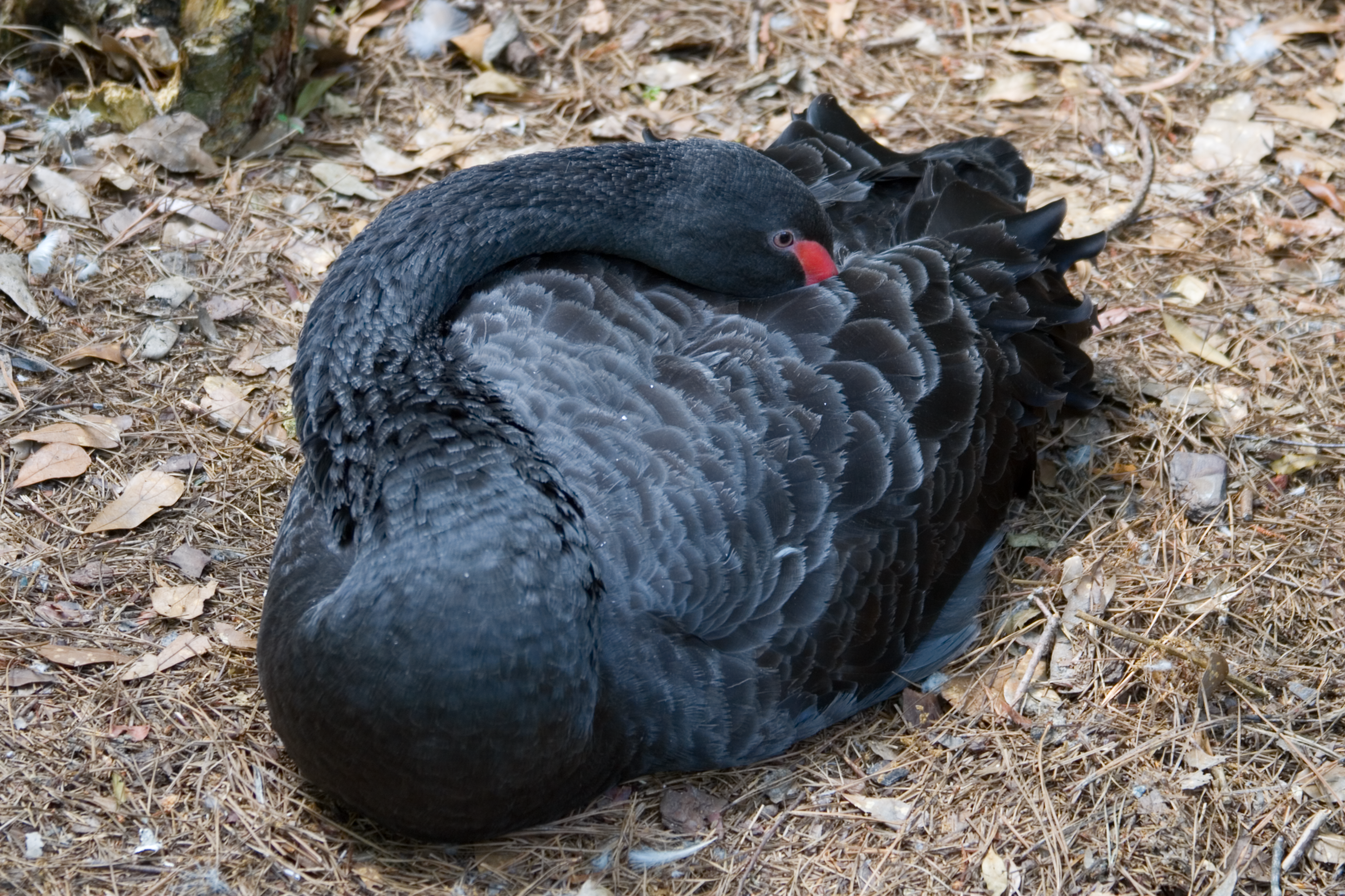 Sleeping black swan