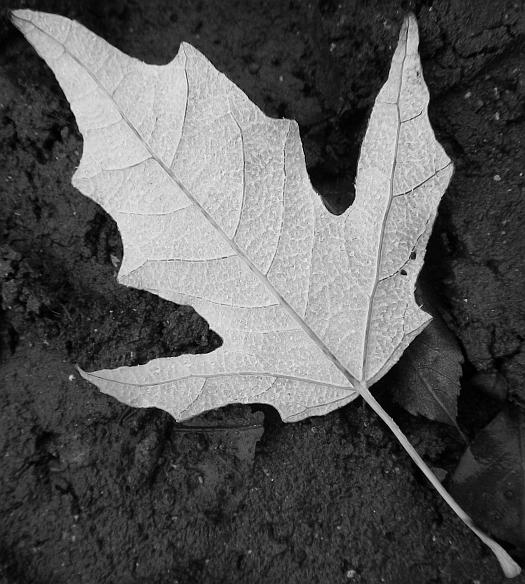 Тополь populus alba. Белые листочки что это. Populus alba тополь белый листья. Белые листочки что это. Лист дерева с прожилками.