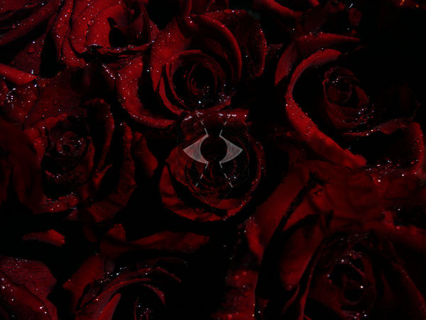 Crimson Roses by ElectricRoseShade on DeviantArt