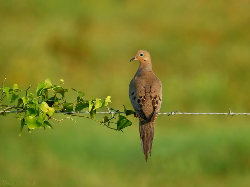 Mourning Dove Wallpaper by weelittlesoul on DeviantArt