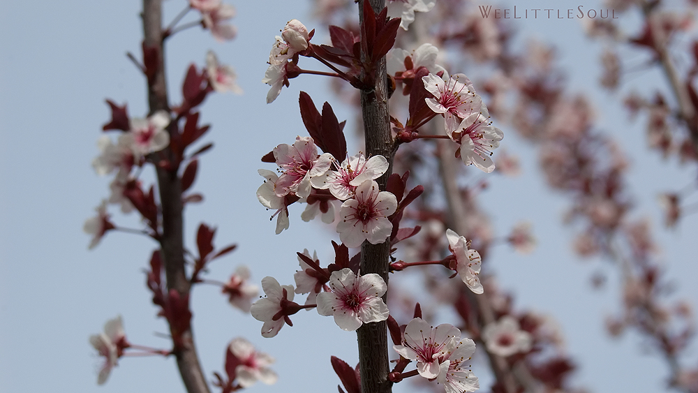 Tree Blossom Wallpaper