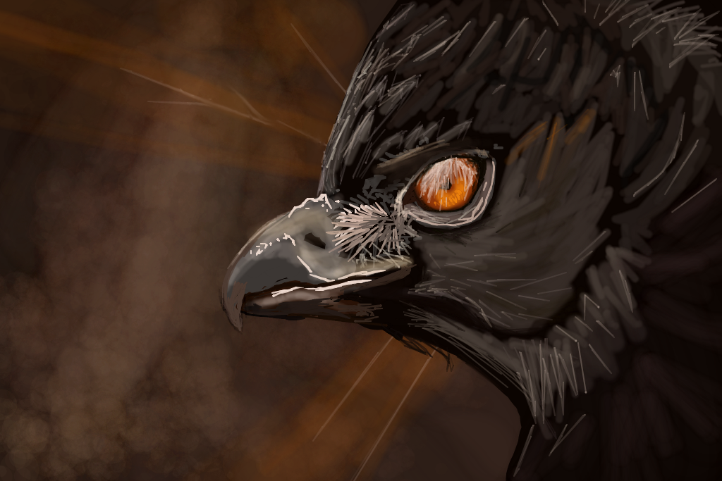 Black Hawk Eagle by florajessica on DeviantArt