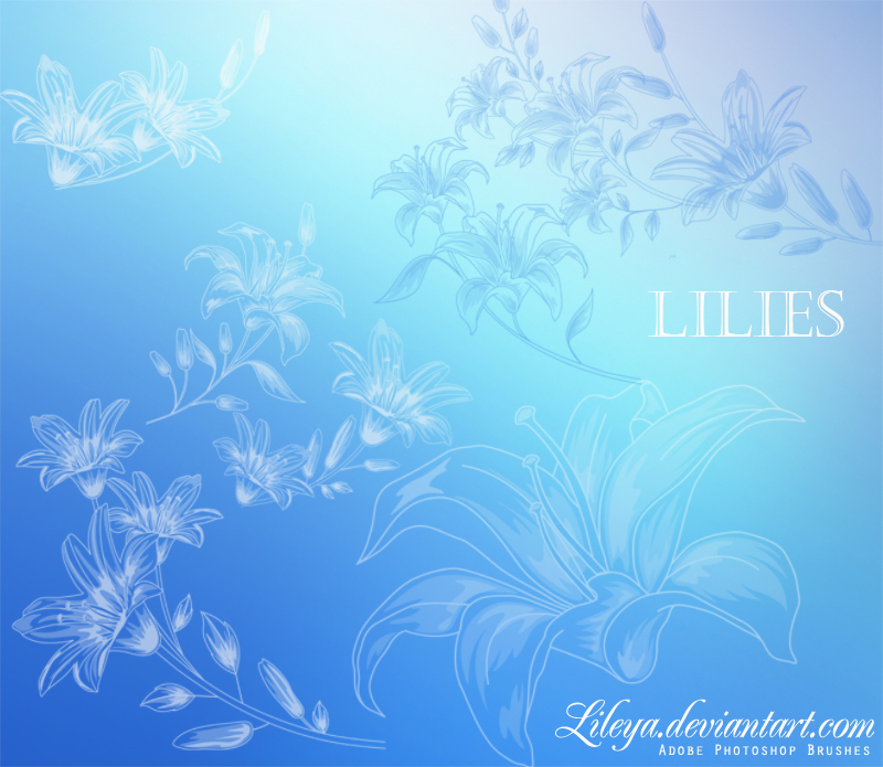 Lilies