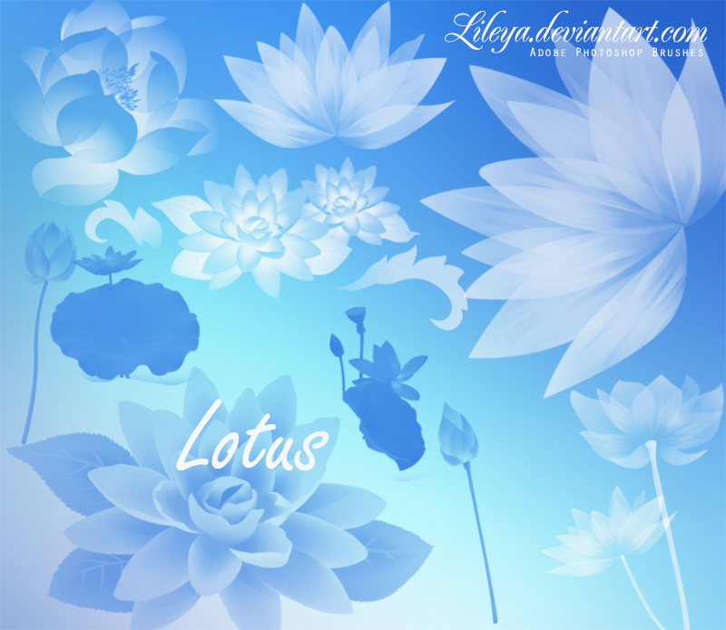 Lotus by Lileya on DeviantArt
