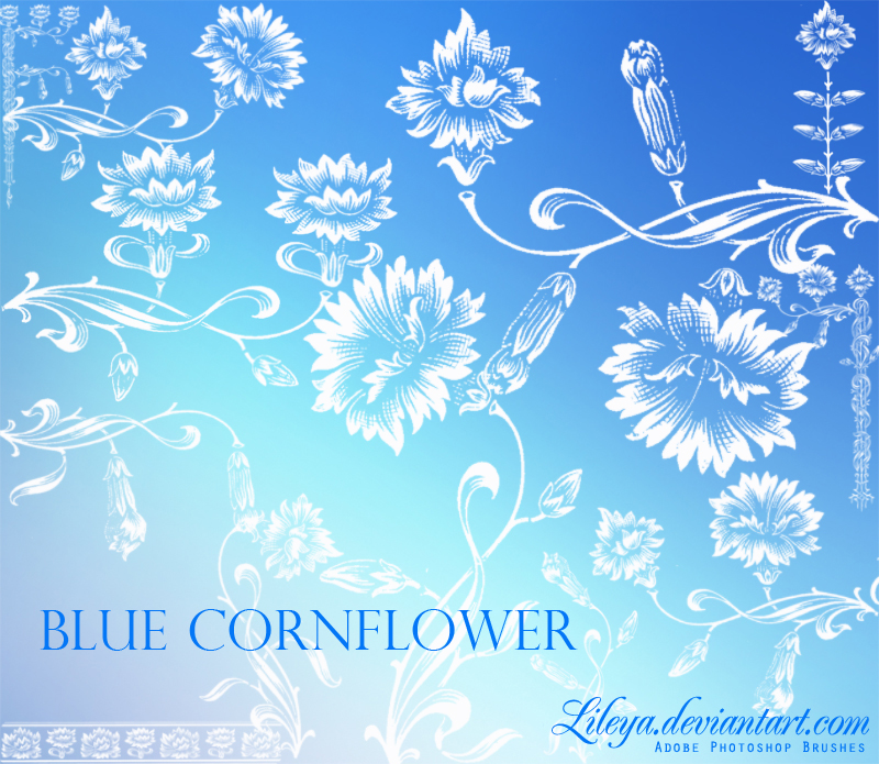 Blue Cornflower