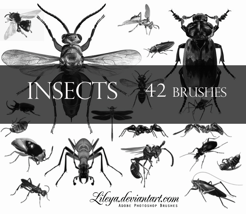 Insects