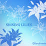 Shining Lilies