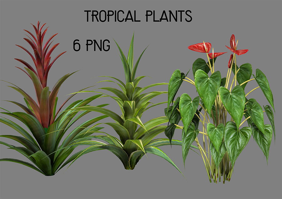 Tropical Plants