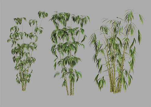 Bamboo