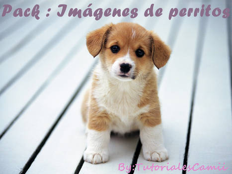 Pack Imagenes de Perritos  By TutorialesCamii