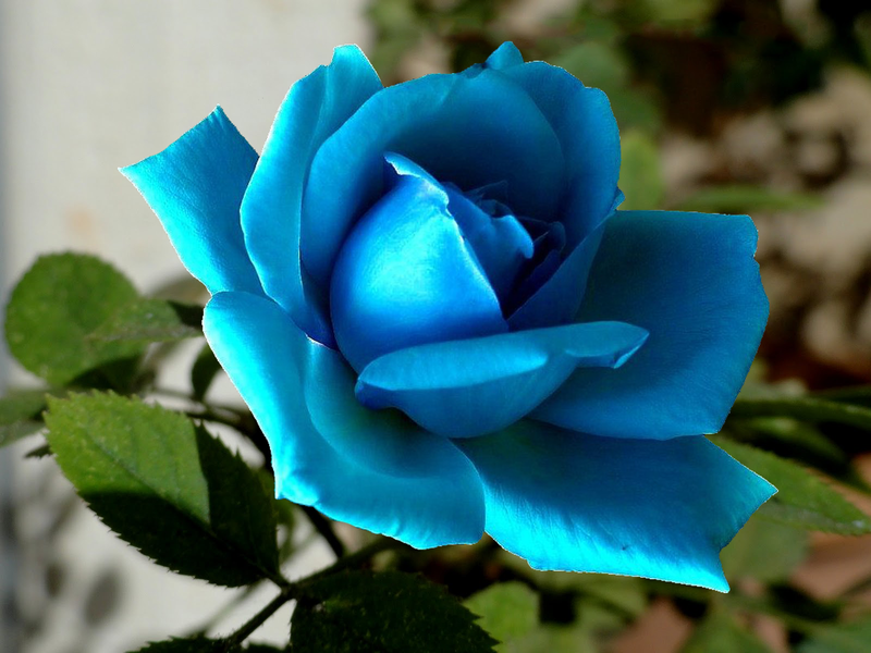 Голубые розы Сантори.